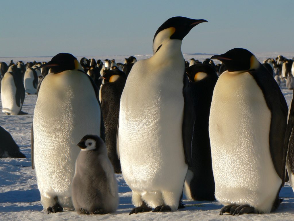 Antarktīda. Lekcijas