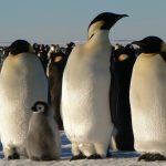 Antarktīda. Lekcijas